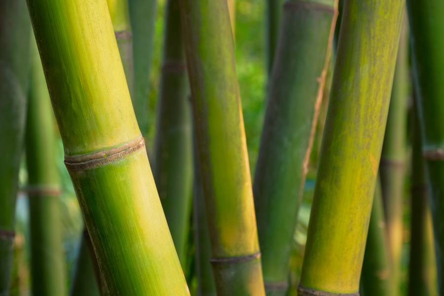 Schurend blouse Natuur Bamboe: echt een milieuvriendelijke stof? Lees alles op Jas.nl